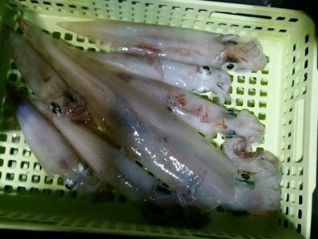 つれ鷹丸 釣果
