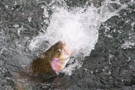 小菅トラウトガーデン 釣果