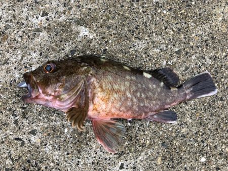 神戸ミッドワインド2