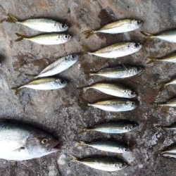 カンパチ！！！！！！！潮が低いからダメかと思いましたが全然イケました☆