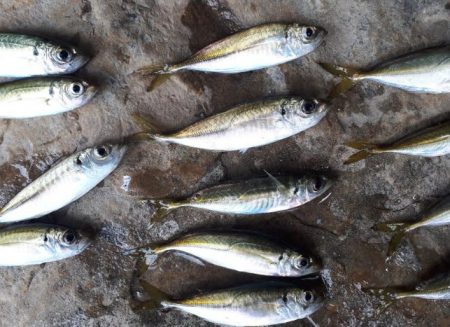 カンパチ！！！！！！！潮が低いからダメかと思いましたが全然イケました☆