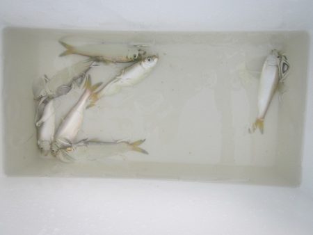 オリジナルメーカー海づり公園(市原市海づり施設) 釣果