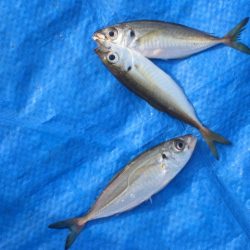 オリジナルメーカー海づり公園(市原市海づり施設) 釣果