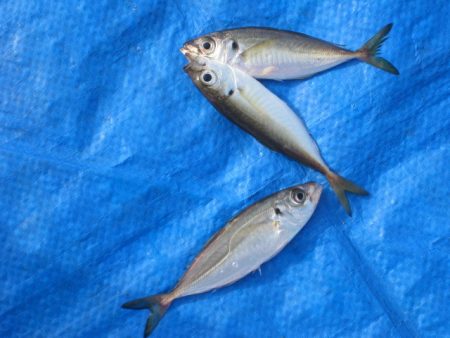 オリジナルメーカー海づり公園(市原市海づり施設) 釣果