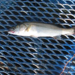 オリジナルメーカー海づり公園(市原市海づり施設) 釣果