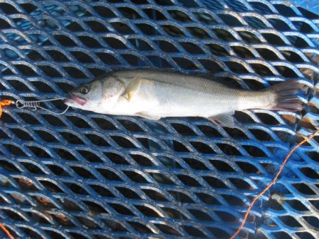 オリジナルメーカー海づり公園(市原市海づり施設) 釣果