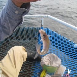 オリジナルメーカー海づり公園(市原市海づり施設) 釣果