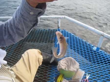 オリジナルメーカー海づり公園(市原市海づり施設) 釣果