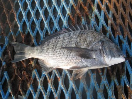 オリジナルメーカー海づり公園(市原市海づり…