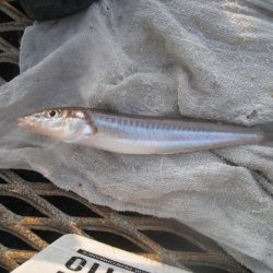 オリジナルメーカー海づり公園(市原市海づり施設) 釣果