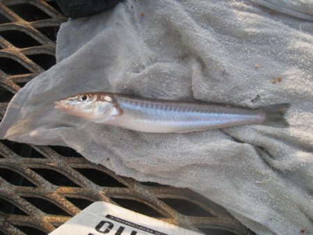 オリジナルメーカー海づり公園(市原市海づり施設) 釣果