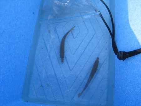 オリジナルメーカー海づり公園(市原市海づり施設) 釣果