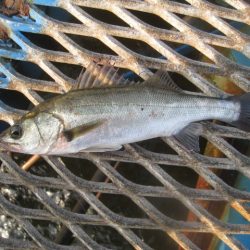 オリジナルメーカー海づり公園(市原市海づり施設) 釣果