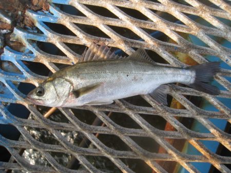 オリジナルメーカー海づり公園(市原市海づり施設) 釣果