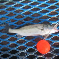 オリジナルメーカー海づり公園(市原市海づり施設) 釣果