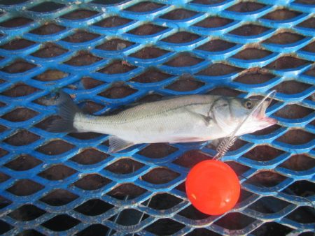 オリジナルメーカー海づり公園(市原市海づり施設) 釣果