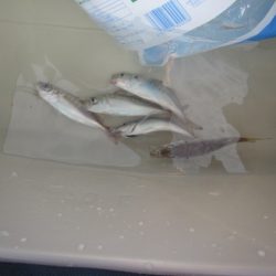 オリジナルメーカー海づり公園(市原市海づり施設) 釣果