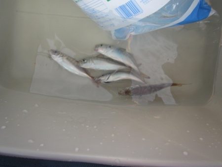 オリジナルメーカー海づり公園(市原市海づり施設) 釣果