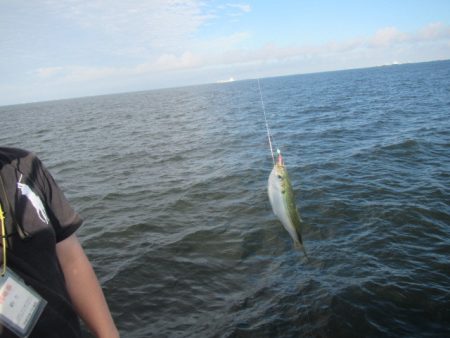オリジナルメーカー海づり公園(市原市海づり施設) 釣果