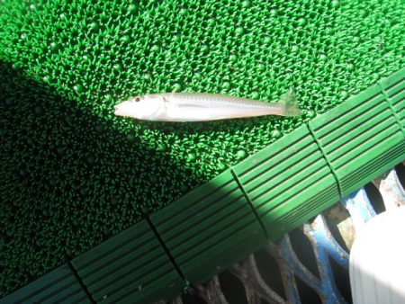 オリジナルメーカー海づり公園(市原市海づり施設) 釣果