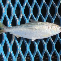 オリジナルメーカー海づり公園(市原市海づり施設) 釣果