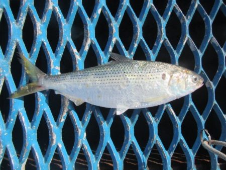 オリジナルメーカー海づり公園(市原市海づり施設) 釣果
