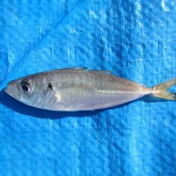 オリジナルメーカー海づり公園(市原市海づり施設) 釣果