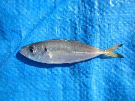 オリジナルメーカー海づり公園(市原市海づり施設) 釣果