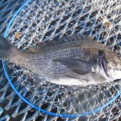 オリジナルメーカー海づり公園(市原市海づり施設) 釣果