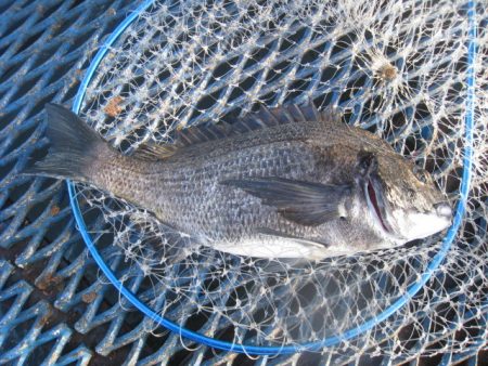 オリジナルメーカー海づり公園(市原市海づり…