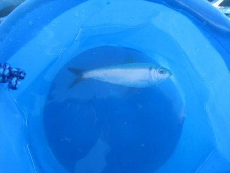 オリジナルメーカー海づり公園(市原市海づり施設) 釣果