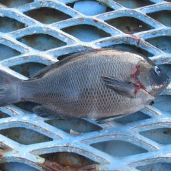 オリジナルメーカー海づり公園(市原市海づり施設) 釣果