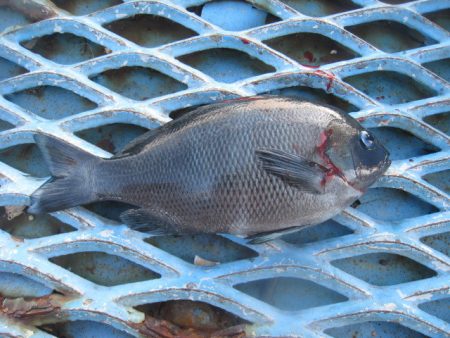オリジナルメーカー海づり公園(市原市海づり施設) 釣果