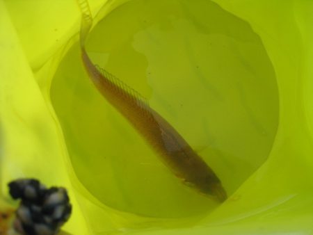 オリジナルメーカー海づり公園(市原市海づり施設) 釣果