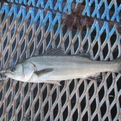 オリジナルメーカー海づり公園(市原市海づり施設) 釣果