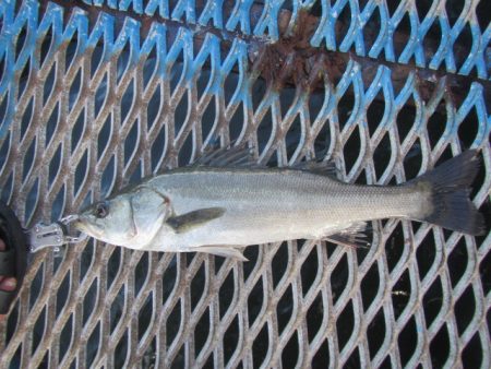 オリジナルメーカー海づり公園(市原市海づり施設) 釣果