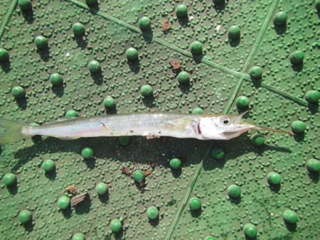 オリジナルメーカー海づり公園(市原市海づり施設) 釣果