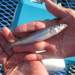 オリジナルメーカー海づり公園(市原市海づり施設) 釣果