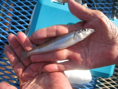 オリジナルメーカー海づり公園(市原市海づり施設) 釣果