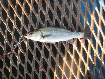 オリジナルメーカー海づり公園(市原市海づり施設) 釣果
