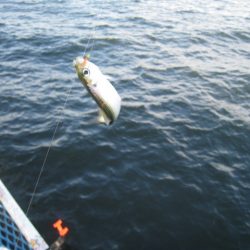 オリジナルメーカー海づり公園(市原市海づり施設) 釣果