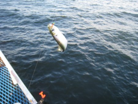 オリジナルメーカー海づり公園(市原市海づり施設) 釣果