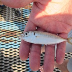 オリジナルメーカー海づり公園(市原市海づり施設) 釣果