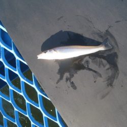 オリジナルメーカー海づり公園(市原市海づり施設) 釣果