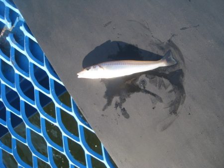 オリジナルメーカー海づり公園(市原市海づり施設) 釣果