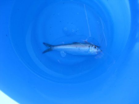 オリジナルメーカー海づり公園(市原市海づり施設) 釣果