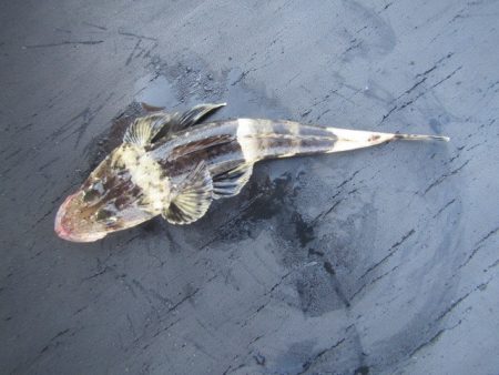 オリジナルメーカー海づり公園(市原市海づり…