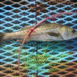 オリジナルメーカー海づり公園(市原市海づり施設) 釣果