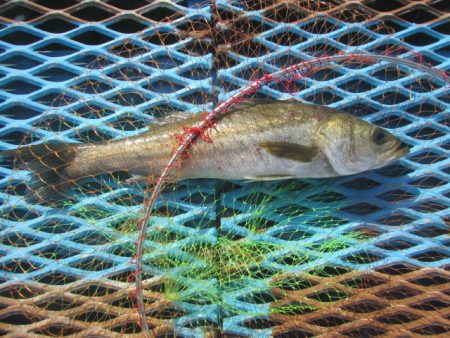 オリジナルメーカー海づり公園(市原市海づり施設) 釣果