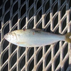 オリジナルメーカー海づり公園(市原市海づり施設) 釣果